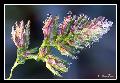 "Lupinella Comune"